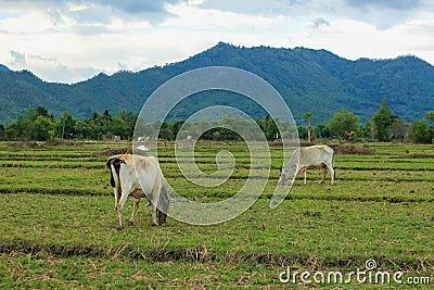 Two cows Stock Photo