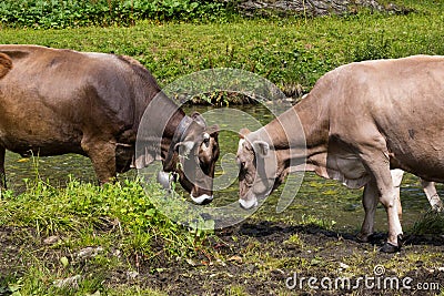 Two cows face to face Stock Photo