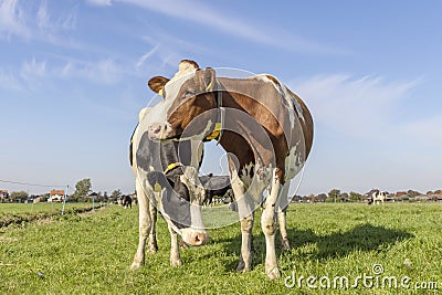 Two cows in a field, bicolored red and black with white, front view standing, full length milk cattle, a herd and a blue sky Stock Photo