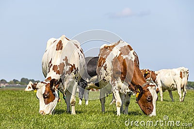 Two cows grazing black and white, their heads side by side in the grass in a field under a blue sky Stock Photo