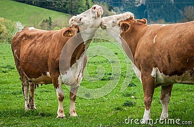 Two cows on green grass Stock Photo