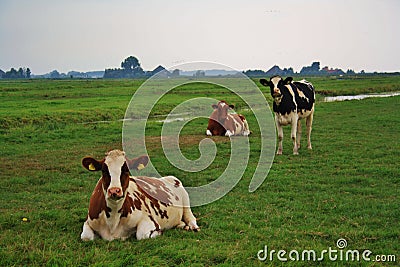 Cows dutch landscape Stock Photo