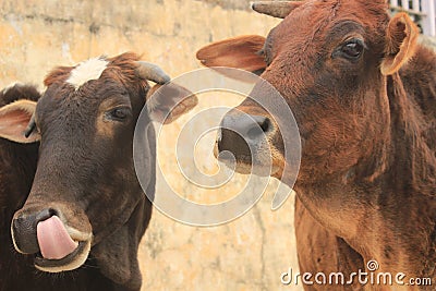 Two cows in Rishikesh, India Stock Photo