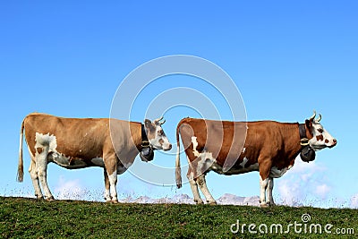 Two cows in a row in the mountains of Switzerland Stock Photo