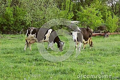 Two Cows Standing In Farm Pasture. Shot Of A Herd Of Cattle On A Dairy Farm. Stock Photo