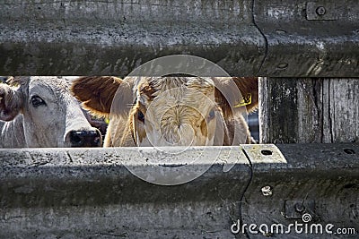 Cows staring through fence Stock Photo