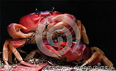 Two Crabs Stock Photo