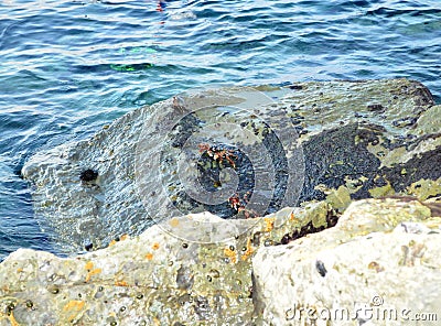 Two Crabs on the rock near the sea Stock Photo