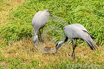 Two cranes and baby are feeding in field Stock Photo