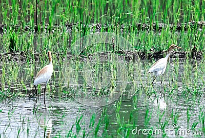 Two cranes hunting prey in ricefield Stock Photo