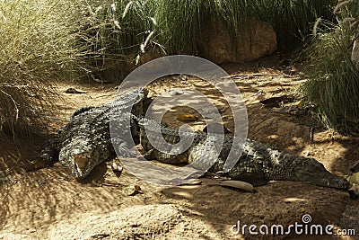 Two Crocodiles resting in the national park Stock Photo