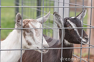 Two crossbred dairy goat kids Stock Photo