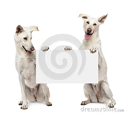 Two Crossbreed dogs sitting and holding Stock Photo