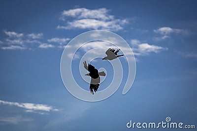 Two crows fly in the air, cloudy sky in the background Stock Photo