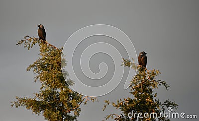 Two crows perched on the cypress top look from different sides Stock Photo
