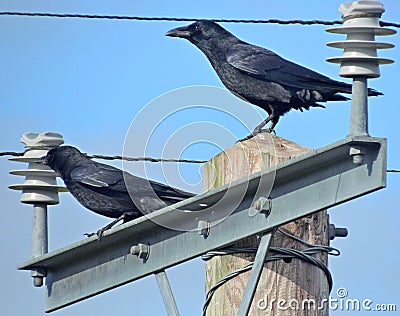 Two crows, perched between high power insulators Stock Photo