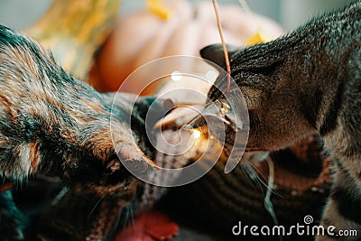 Two curious cats look at a knitted scarf. Stock Photo