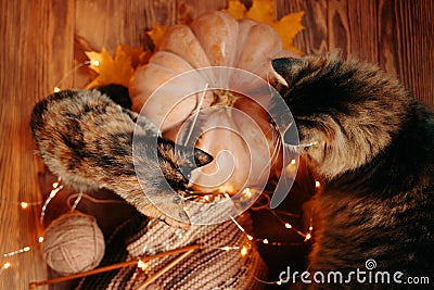 Two curious cats look at a knitted scarf and ripe pumpkin. Stock Photo