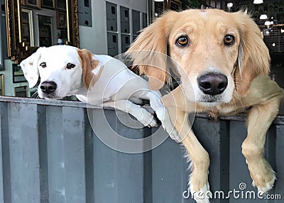 Two curious dogs Stock Photo