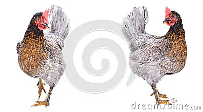 Two curious gray chicken Stock Photo