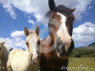 two curious horses close up Stock Photo