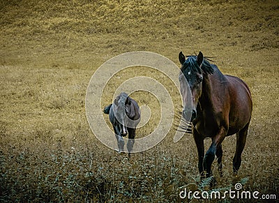 Two curious horses in a meadow Stock Photo