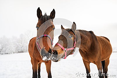 Curious horses on the snowy meadow Stock Photo