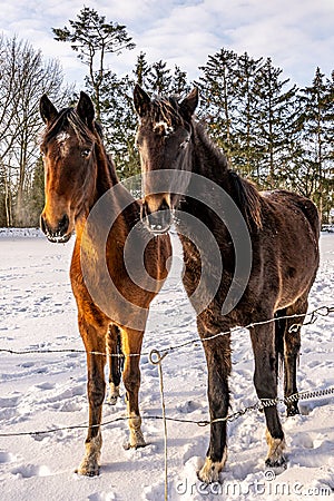 Two curious horses with snowy Whiskers in a grassland covered with snow Stock Photo