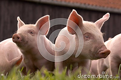 Two Curious Piglets Stock Photo