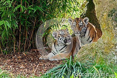 Two Cute Amur Tiger Cubs in Rocky Shelter Stock Photo