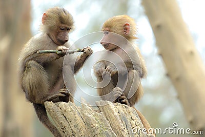 Two cute baby baboon Stock Photo