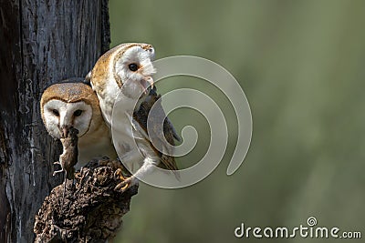 Two Cute and Beautiful Barn owls Tyto alba with a prey sitting on a tree stump. Blurry green background. Noord Brabant in the Ne Stock Photo