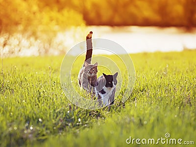 two beautiful pet cats walking on green grass on a summer Sunny meadow catching up with each other Stock Photo