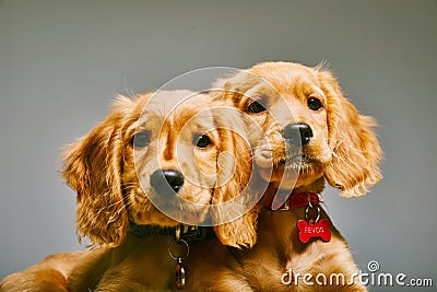 Cute brown English cocker spaniels with collars isolated on a gray background Editorial Stock Photo