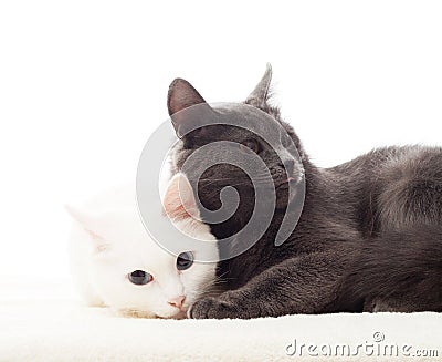 Two cute Stock Photo