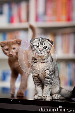 Two cute cats Stock Photo