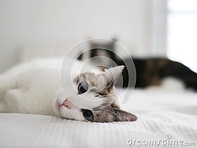 Two cute cats on a bed Stock Photo