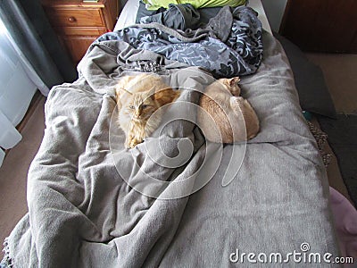 Two cute cats cuddled up in bed. Stock Photo