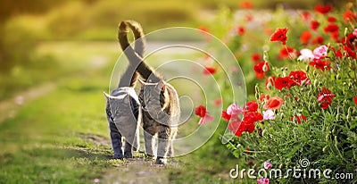 Two cute cats in love walk through a green meadow with red poppies and caress a warm summer sunny day Stock Photo