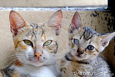 Two cute cats posing in front of the camera Stock Photo
