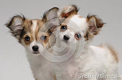 Two cute chihuahua puppies Stock Photo