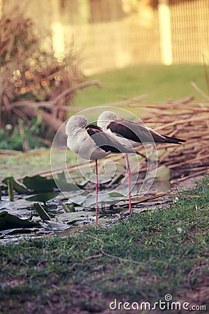 Two cute Common Greenshank tringa nebularia standing on one leg. Stock Photo