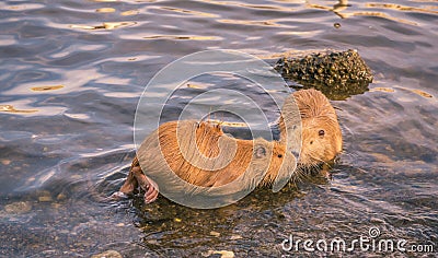 Two cute coypu kissing on water Stock Photo