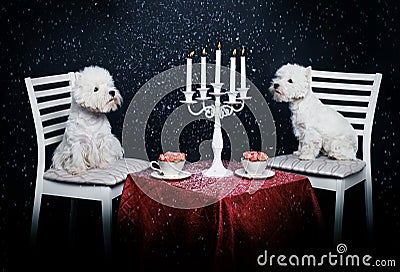 Two Cute Dogs Having Date Stock Photo