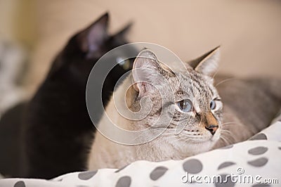 Two cute domestic short hair cats snuggle with one another Stock Photo