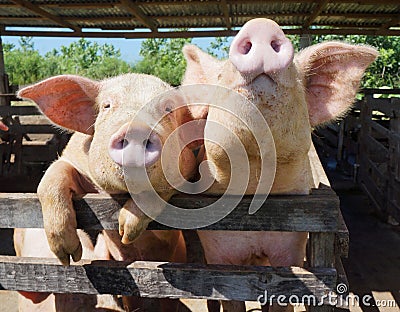 Two cute, funny and curious pigs on a farm in the Dominican Repu Stock Photo