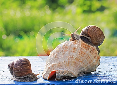 Two cute funny snail crawled to celebrate a housewarming party i Stock Photo