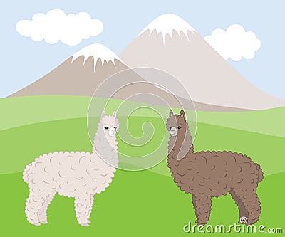 Two cute furry differently colored alpacas on a mountain meadow. Vector Illustration