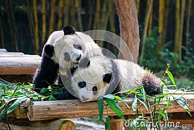 Two cute giant pandas playing together Stock Photo