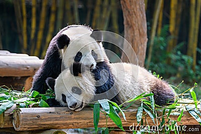 Two cute giant pandas playing together Stock Photo